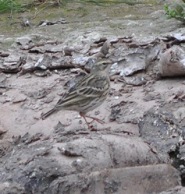 pipit